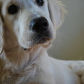 honden foto 