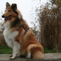 honden foto Mooi dametje wordt het al @ 33 weken