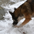 honden foto heerlijk in de sneeuw 6-12-12