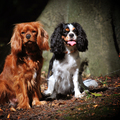 honden foto 
