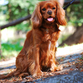 honden foto 