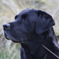 honden foto Dit is Michael Rikema Choice (04-10-2001). De foto is gemaakt op Texel in april 2012.