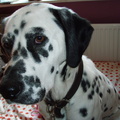 honden foto My labrador/dalmatian dog Valía.
