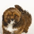 honden foto Deze Lhasa Apso pups zijn bij ons geboren en zoeken een baasje ze zijn met stamboom en test en entingen