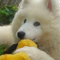 honden foto 
