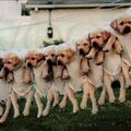 honden foto 