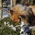 honden foto Misschien komt het uit de heg.. @ 36 weken
