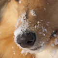 honden foto Sneeuw op het neusje @ 37 weken