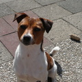 honden foto Onze gekke boerenfox die alles goed vindt zolang er maar een balletje is.