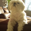 honden foto M,N LIEF CHICKA