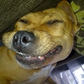 honden foto SAY CHEESE!!! 