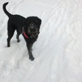 honden foto 