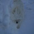 honden foto DAG CHICKA IK ZIE JE WEL HAHA
13 JANUARI 2013