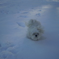 honden foto KIJK HAAR GENIETEN, M,N LIEF
16 JANUARI 2013