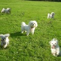 honden foto CHICKA FOTO BEWERKT DOOR MELISSA, THANX KANJER
