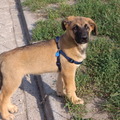 honden foto sam - 10 weken