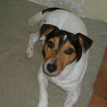 honden foto Dit is jack russel bikkel hij is ontzettend lief maar wel ondeugend