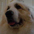 honden foto Quinn!! <3





