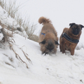 honden foto Skip en Brando Januari 2013