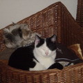 honden foto 