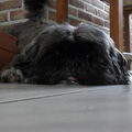honden foto Dit is otto, de liefste hond van de wereld; houdt van avontuur, van zijn zus anna, van mij en een beetje van iedereen :)!