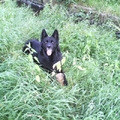 honden foto 