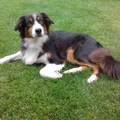 honden foto In de tuin.