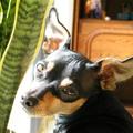 honden foto Tuutje onze Ratlerek