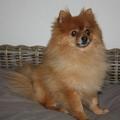 honden foto nero