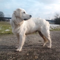honden foto 
