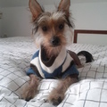 honden foto 