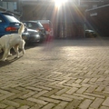honden foto 