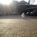 honden foto 