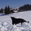 honden foto 