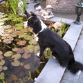 honden foto Ons fotomodel Guinness.