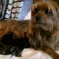 honden foto De mama, Pebbles ( een yorkshire) met haar twee puppy's Pico en Bello een kruising tussen een yorkshire en maltezer