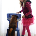 honden foto Wen traint Skip