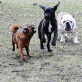 honden foto Wen traint Skip
