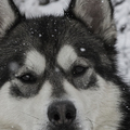 honden foto 
