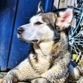 honden foto Skylar de Malamute Husky