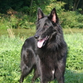 honden foto 