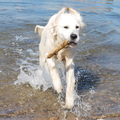 honden foto 