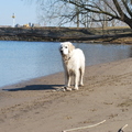 honden foto 