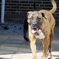 honden foto 