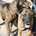 honden foto 
