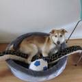 honden foto 