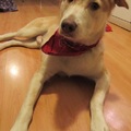 honden foto 