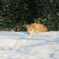honden foto 
