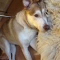honden foto 