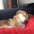 honden foto 